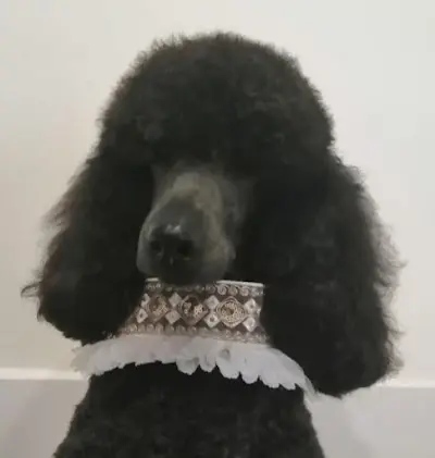 LANOE Estilismo canino y accesorios — Peluquería en Cieza